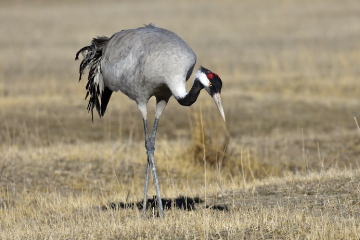 AvianBiology's tweet photo. Nilsson et al. (2020): Central place foraging in a human‐dominated landscape ‐ how do common cranes select feeding sites?
https://t.co/YSRFEXHcn0
@wileyecology @NordicOikos #ornithology #Grusgrus #cropprotection #conservationconflict
(Photo: Lacarta on Unsplash) https://t.co/rBJFq02drC