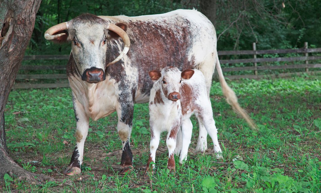 ConnerPrairie's tweet image. Happy Mother's Day, ma!

#ConnerPrairie #DiscoverCP #MothersDay