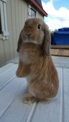 Arthur Weasley : Lapin : trop mignon, vraiment une personne adorable. Qui ne l'aime pas ? Mais il fait peur à personne, il est beaucoup trop chou tout comme le lapin.