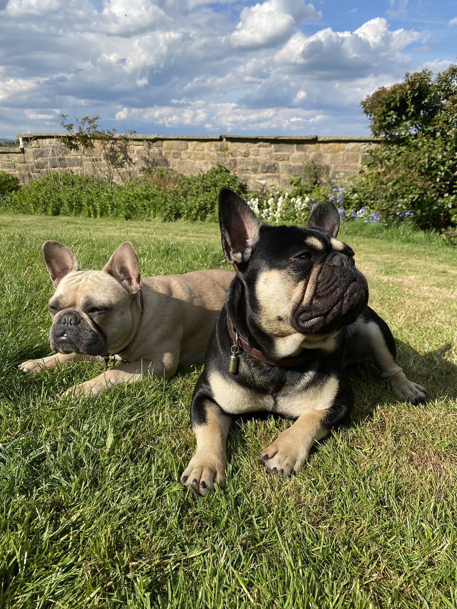 So the pups have grown up !!