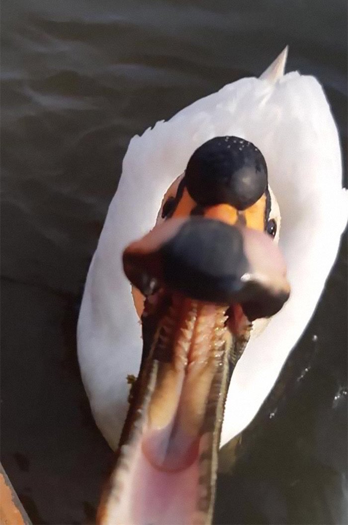 Monkex's tweet photo. @speedyneg @LukeB_MTB @DaGooses This is the last thing you will ever see #swanattack 😀😀😀 https://t.co/moNPunLQzj