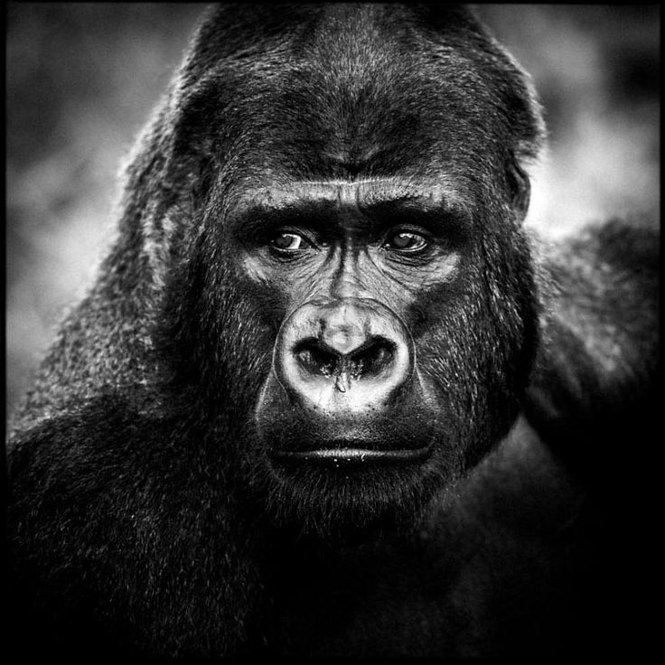 Albus Dumbledore : Gorille : se prend pour le roi de la Jungle mais en vrai il se fait quand même battre. Cependant puissant et à l& #39;allure glaciale, il fait peur à plus d& #39;un.