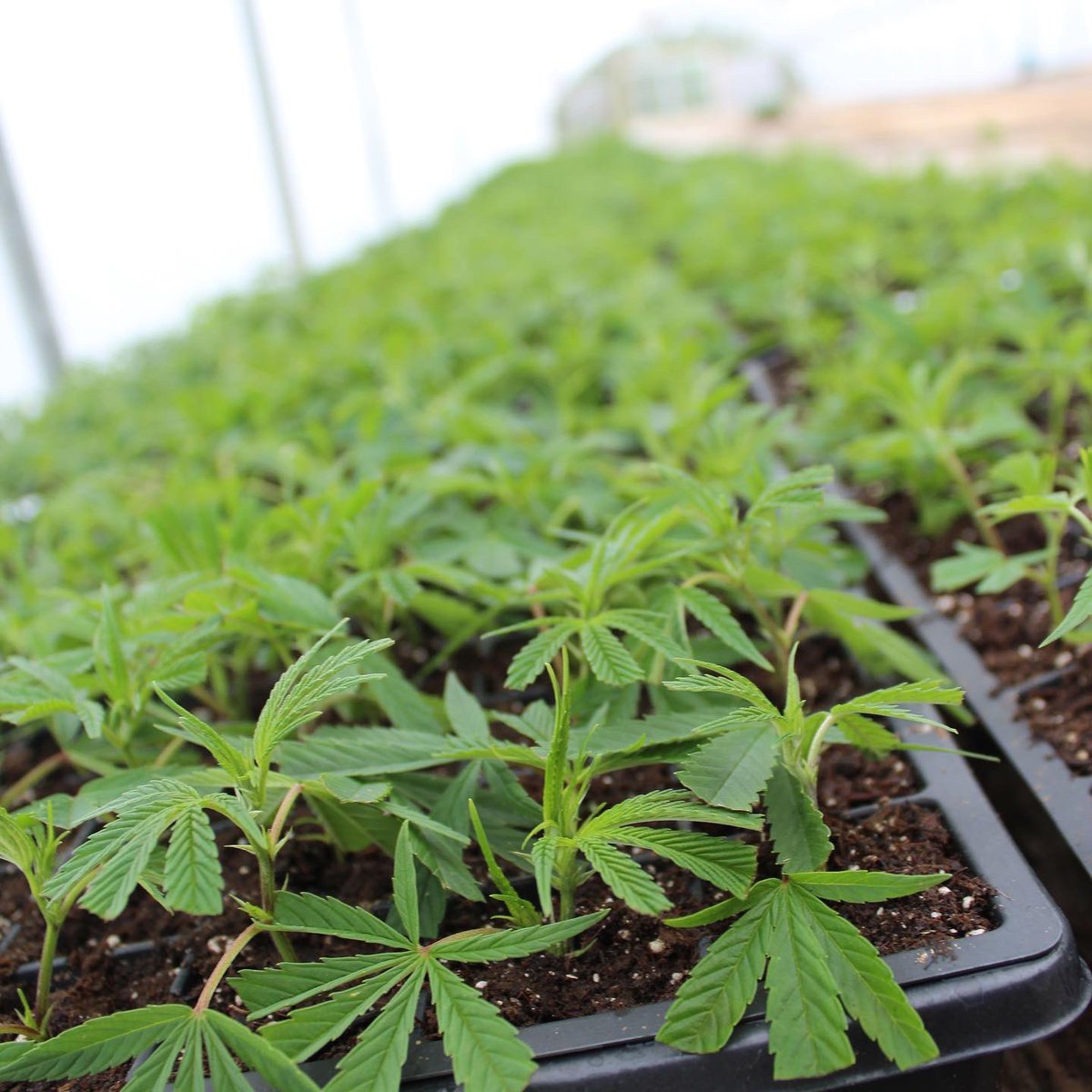 herschel180's tweet photo. If you know a hemp farmer tell them about us. Whispering Creek Farm, LLC. We have hemp clones for sale. We have deliveries going out to KY and IL. 
Stray Kat, Sweetened, Remission, Bleugenius, Franklin, Trump, Cherry Wine, and Late Sue https://t.co/cH2e5zpH5K