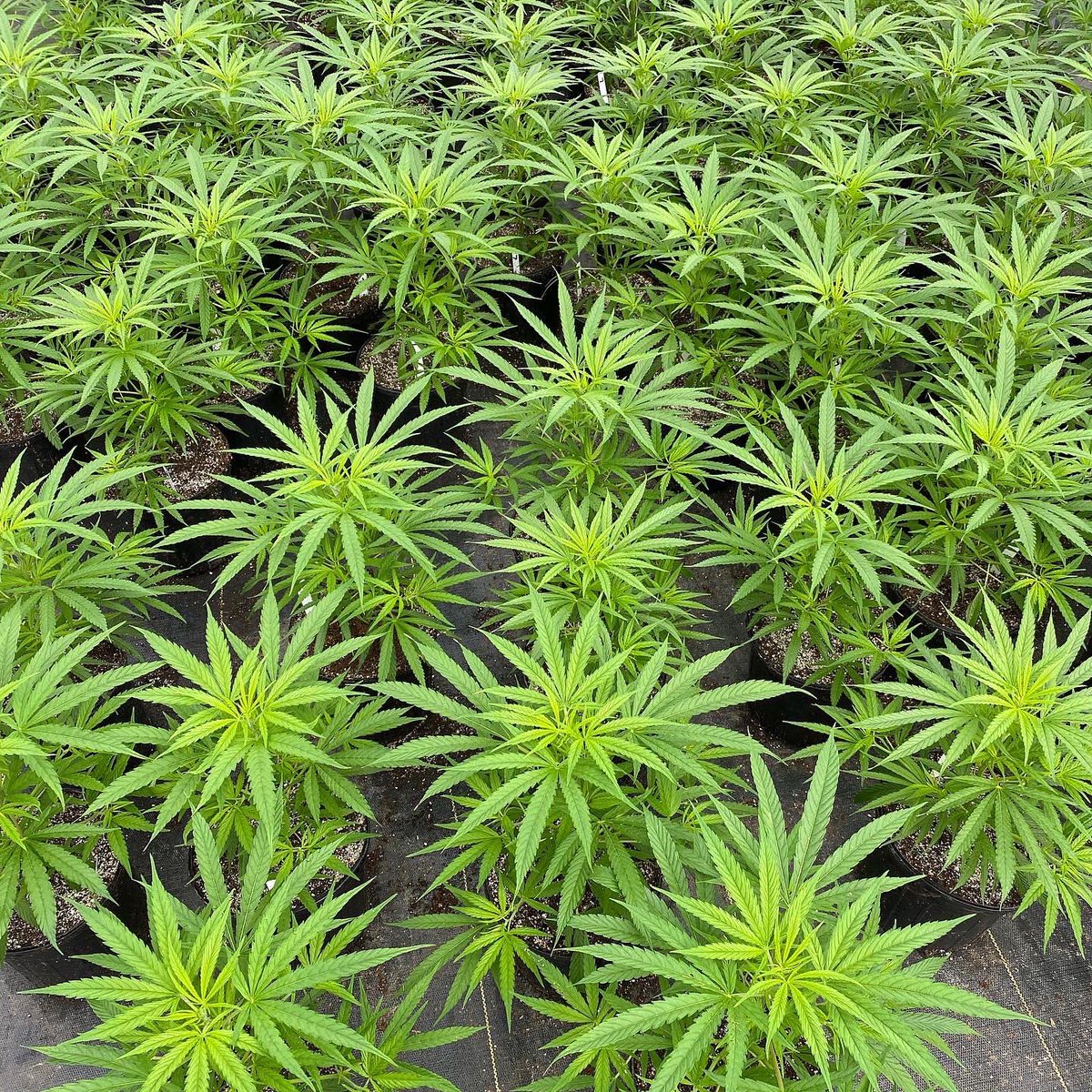 herschel180's tweet photo. If you know a hemp farmer tell them about us. Whispering Creek Farm, LLC. We have hemp clones for sale. We have deliveries going out to KY and IL. 
Stray Kat, Sweetened, Remission, Bleugenius, Franklin, Trump, Cherry Wine, and Late Sue https://t.co/cH2e5zpH5K
