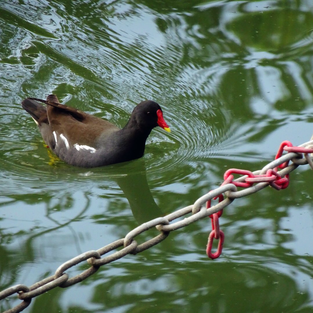 24/29La gallinulle poule-d’eau. Reconnaissable à sa plaque frontale rouge. Assez commune dans le parc de la citadelle, sur la Deûle, au jardin Vauban.