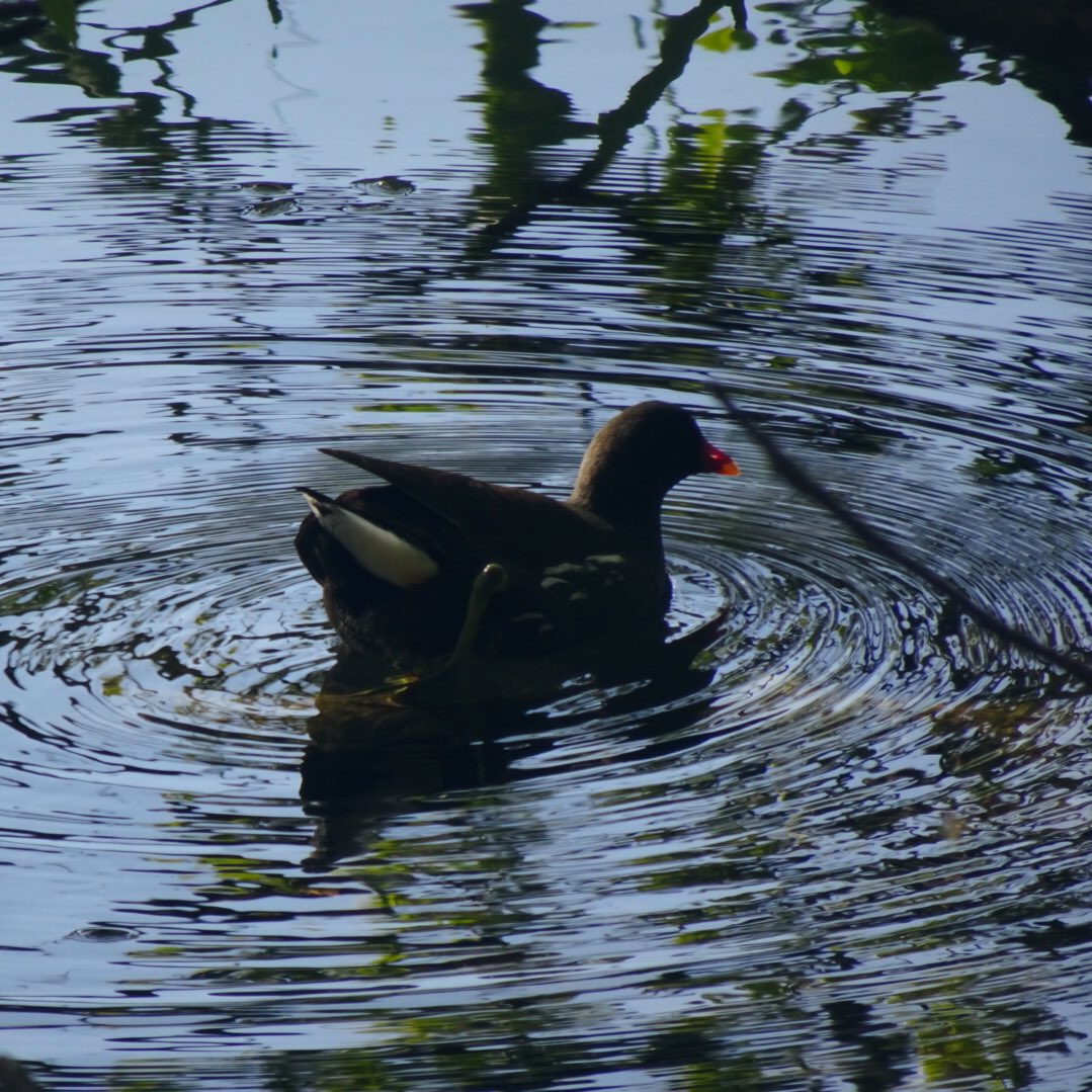 24/29La gallinulle poule-d’eau. Reconnaissable à sa plaque frontale rouge. Assez commune dans le parc de la citadelle, sur la Deûle, au jardin Vauban.
