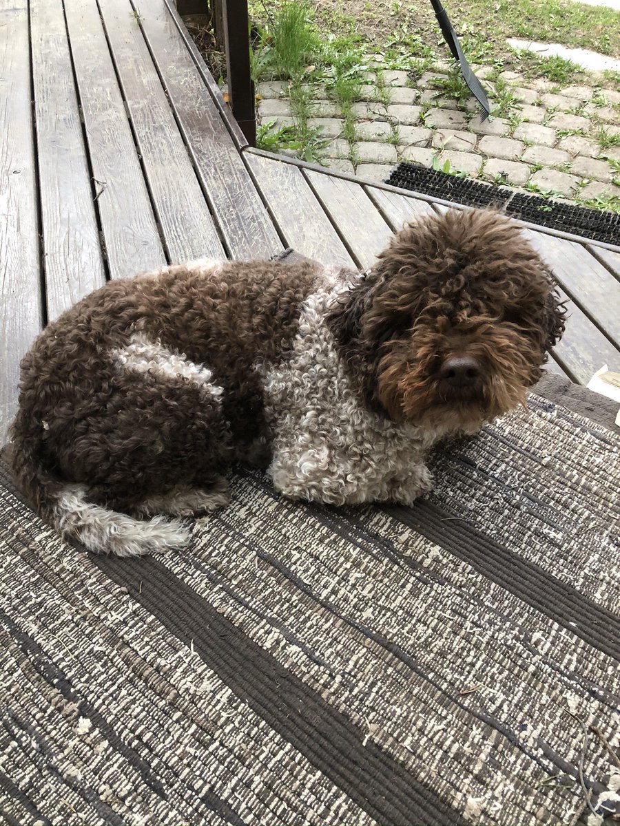 HarriLuuppala's tweet image. Today after jogging in the local forest I left my shoes outside for dying. i found just that someone had ”stolen” them! Soon I found them in backyard, and also the thief was nearby. She is 7y old bitch that enjoyed the Mother´s Day , I presume. Anyhow #PerfectLayout