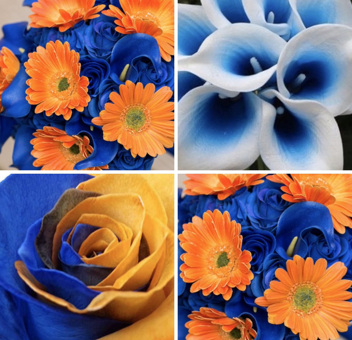 DelmarSuper's tweet photo. 💙🐾🧡🐾💙Happy Mother’s Day 2020💙🐾🧡🐾💙 https://t.co/OZGU15M2PP