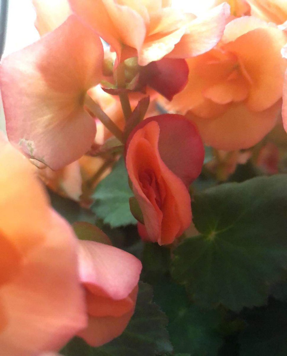 vaginesque's tweet photo. Happy Mothers Day https://t.co/wVQzVpMyLr