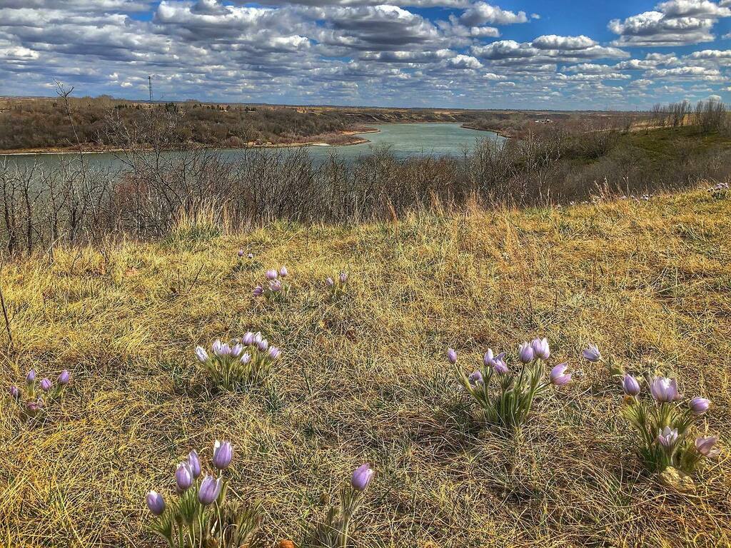 Roddypeeps's tweet photo. Spring has sprung, or something to that effect. Weβre getting there! #yxe #livingyxe #crocus #exploresask #exploresaskatchewan #mysask https://t.co/NH1Px0xBku https://t.co/oDTdS0FYTn