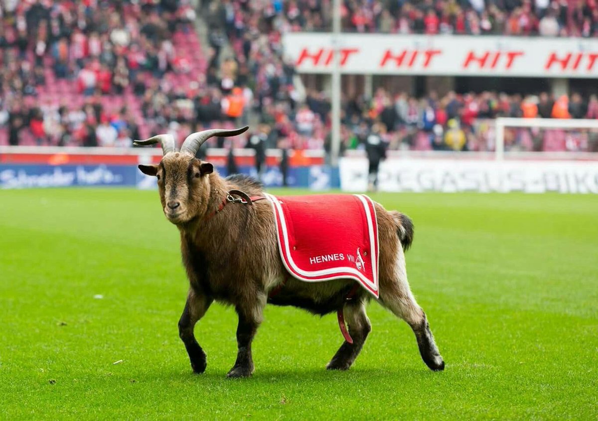 Dortmund participe même à la continuité de la lignée des Hennes, les boucs mascottes du Effzeh, puisque c'est maintenant régulièrement le zoo de Dortmund qui fourni la chèvre élue pour mettre au monde le digne héritier de l'emblème du FC Köln.