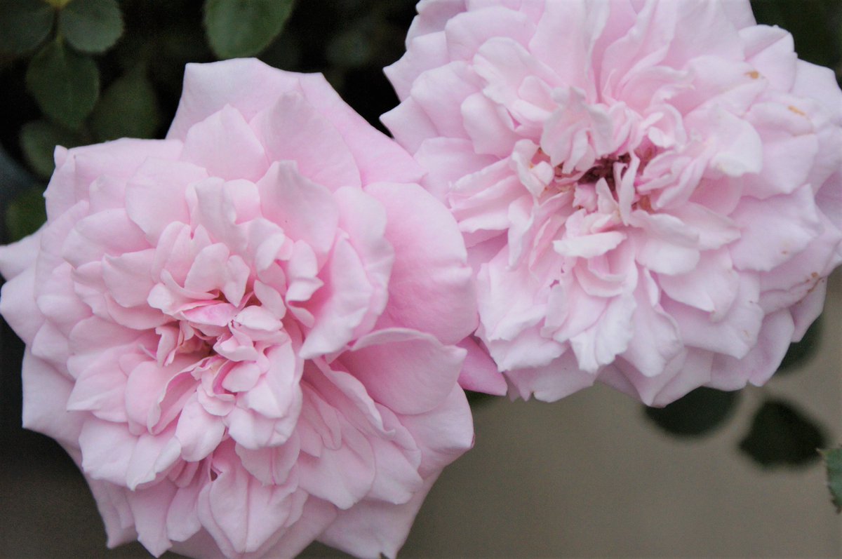 公式 Crucifix Japan Crucifix Japan Twitter