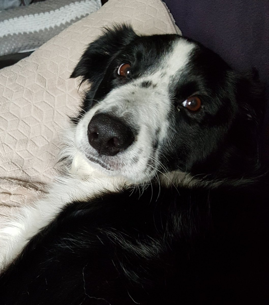 jenny4Just1's tweet photo. @lifeonfourpaws Mine has been attacked aswell in the past I think your right jealous of their good looks https://t.co/eSdpnwW1Yl