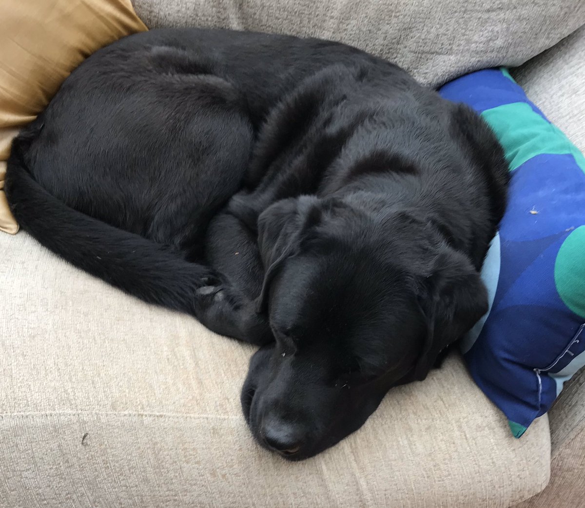 KenPerry47's tweet photo. Henry studiously not following government advice. Also, not following my, no dogs on the sofa, rule. #rebeldog https://t.co/ogI8eu5U0F