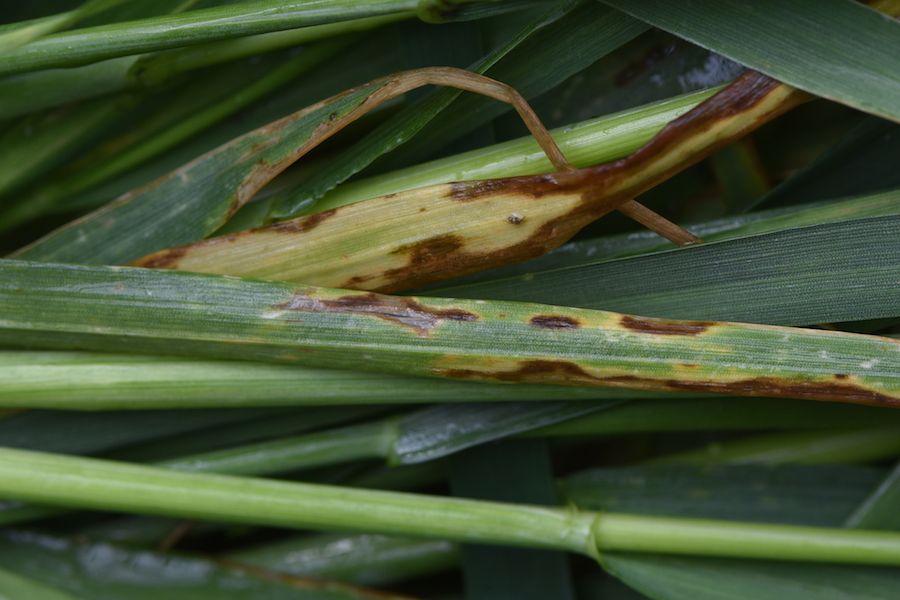 UNL_CropWatch's tweet photo. #Wheat Disease Update | ...there is a high likelihood that stripe rust will occur in #Nebraska wheat fields. Leaf rust is also likely to occur, but we expect to see stripe rust first. #nebext https://t.co/89xFhljYLz https://t.co/dzbT7q7Tck