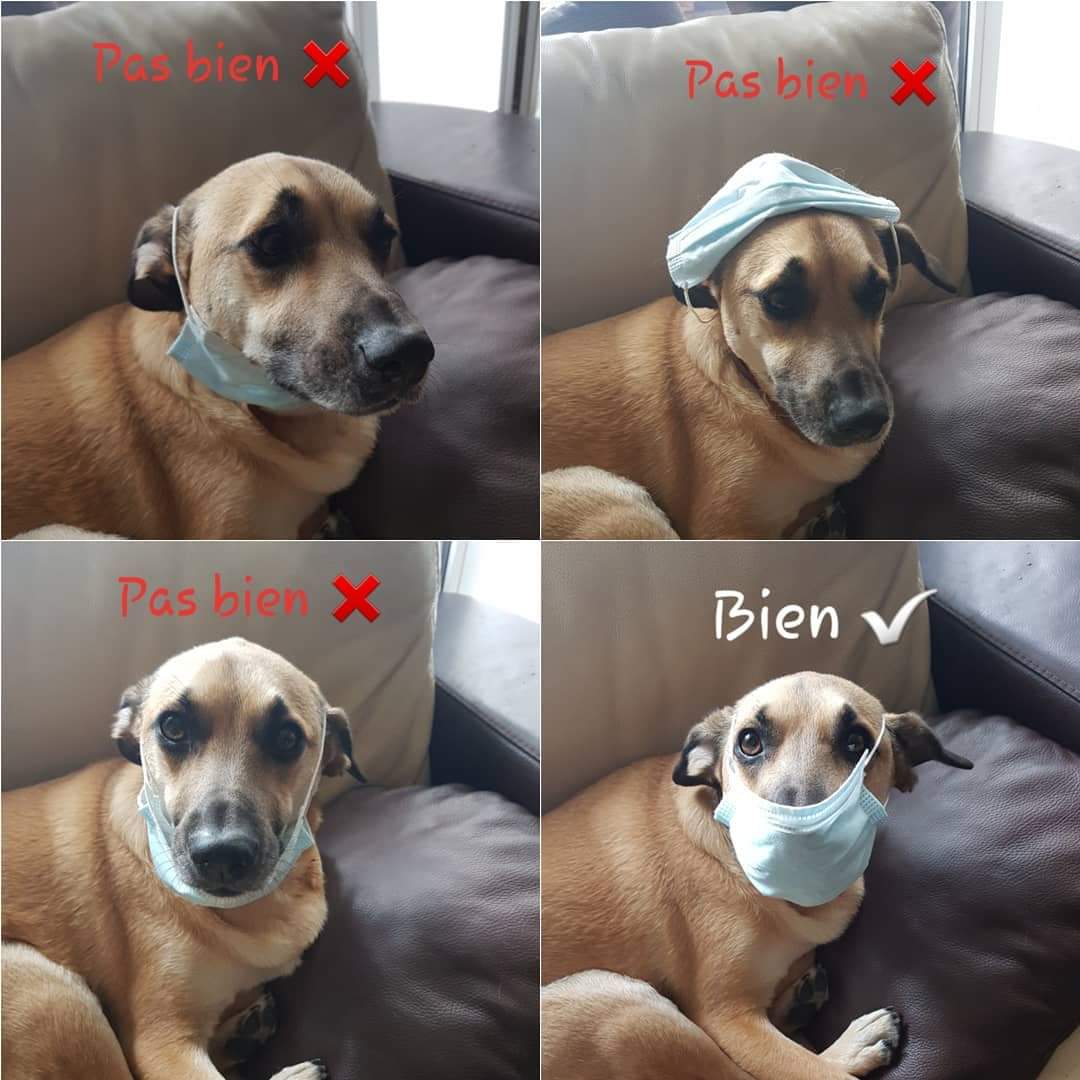 Aujourd'hui Je suis votre chef de bord si vous avez questions #tgvinoui8549

À partir de demain mes déconfinés on ne l'oublie pas et on apprend à le mettre 🤓👍 

Vous avez compris maintenant? 😷

Ps: aucun animal n'a été maltraité pendant le shooting 😊❤🐕

<a href="/SNCF/">❌</a> <a href="/TGVINOUI/">TGV INOUI</a>