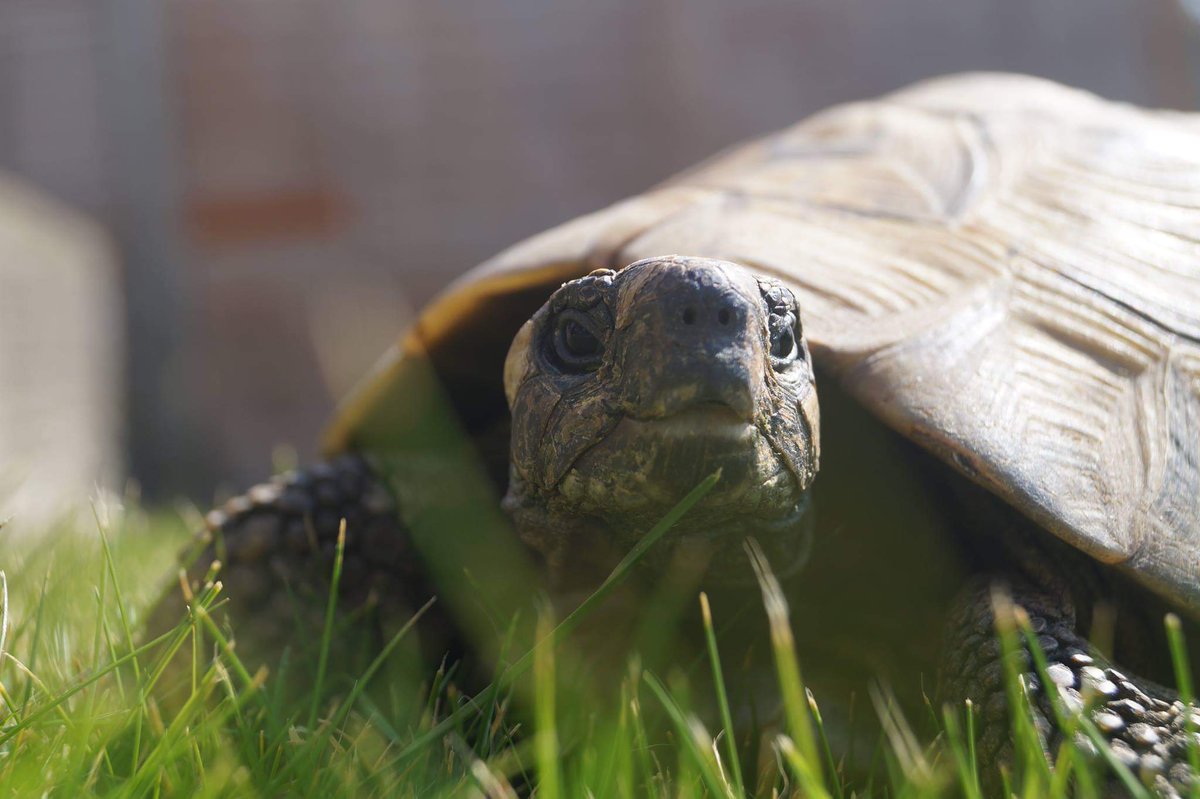 b10_bethany's tweet photo. @mischiefcomedy #MischiefMay Toby the Tortoise. The model of the reptile world π· @mischiefcomedy https://t.co/QTtPQbNuC8