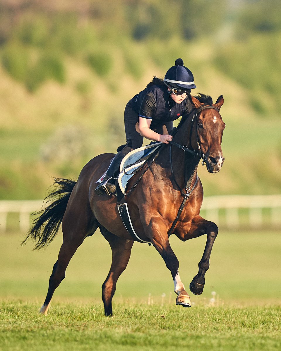 horses-in-training tweet media