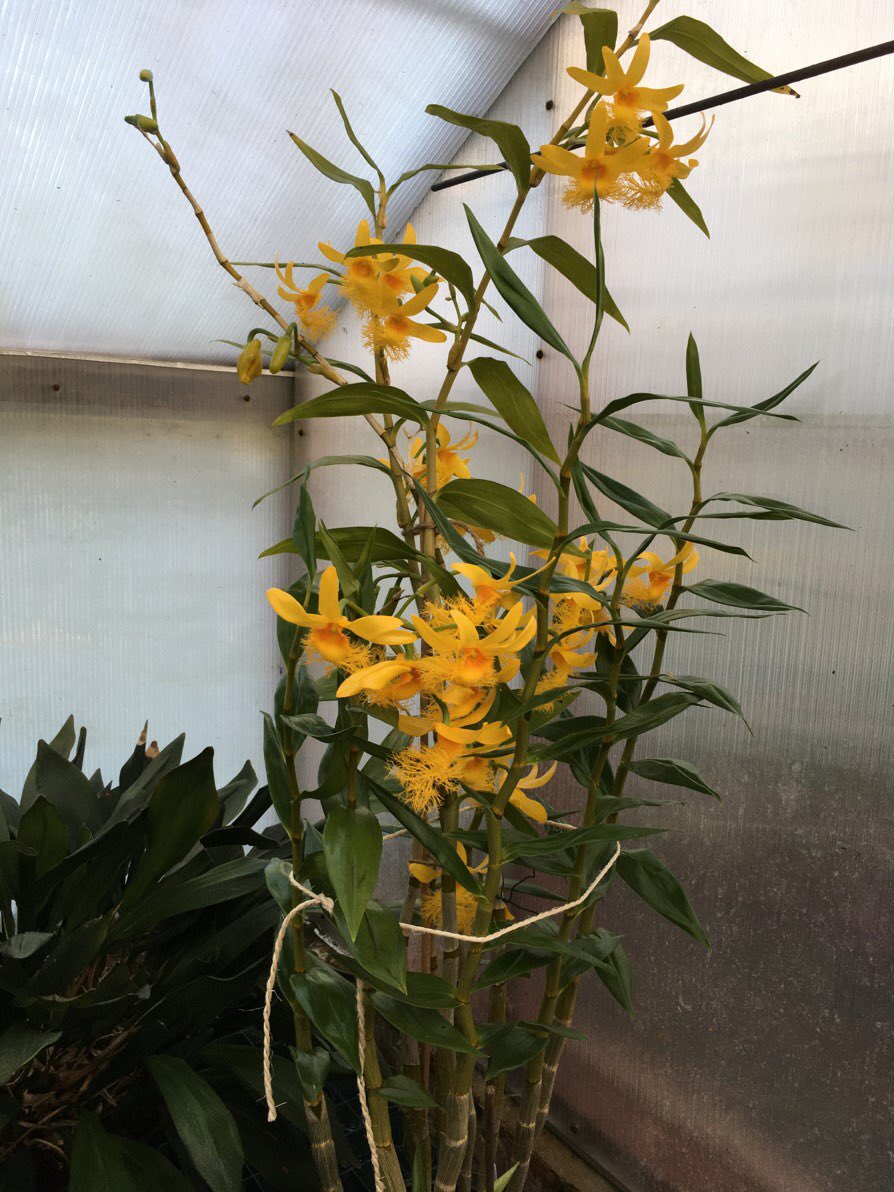 Dendrobium brymerianum originally from Burnham Nurseries a few years ago, now 3ft tall and with flowers 3.5ins across, they are a very deep yellow and last for some time. Grown by Richard Evenden he says ‘the problem I have is that it is outgrowing my greenhouse’ @burnhamorchids
