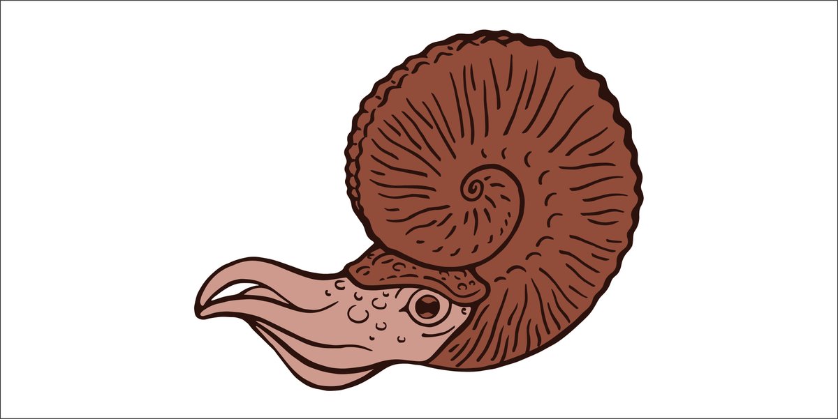 RoyalTyrrell's tweet image. Ammonites were marine molluscs, related to living creatures like squid and cuttlefish. The earliest ammonites lived during the Devonian; the last ones vanished when dinosaurs went extinct. Please tweet your ammonite artwork at us! #RTMPArtChallenge #MuseumFromHome