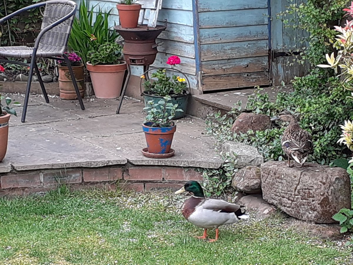 ukelelejones's tweet photo. Boris Breakout#14... Brrrr its nippy !!! Popped out to the shops the long way... Its Essential 😜🚴‍♂️☕🤩 It was a Quacking little break 🦆🦆🦆 #GreatToBeOut #AlfysBike #CardioClub #DucksInTheGarden #MrMrsMallard #Cannard https://t.co/euJQP2FFyl
