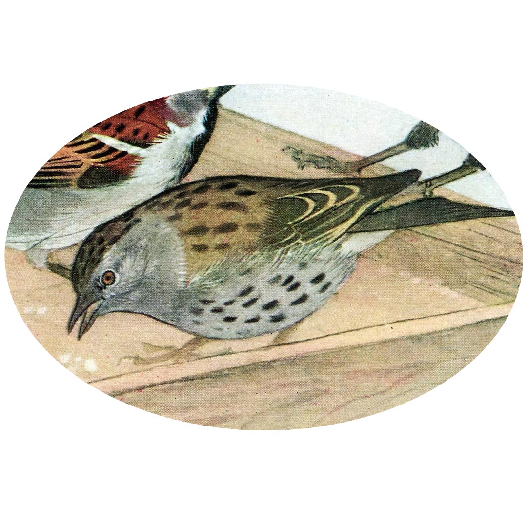 SHAC_Curator's tweet image. This mornings #birdsong was sung by the Dunnock, otherwise known as the Hedge Sparrow due to its similarity to the House Sparrow. 
You can hear this in full, plus more garden and park birds, and try another quiz on our #SoundsofSpring page: ow.ly/WJPV50zyl6Y