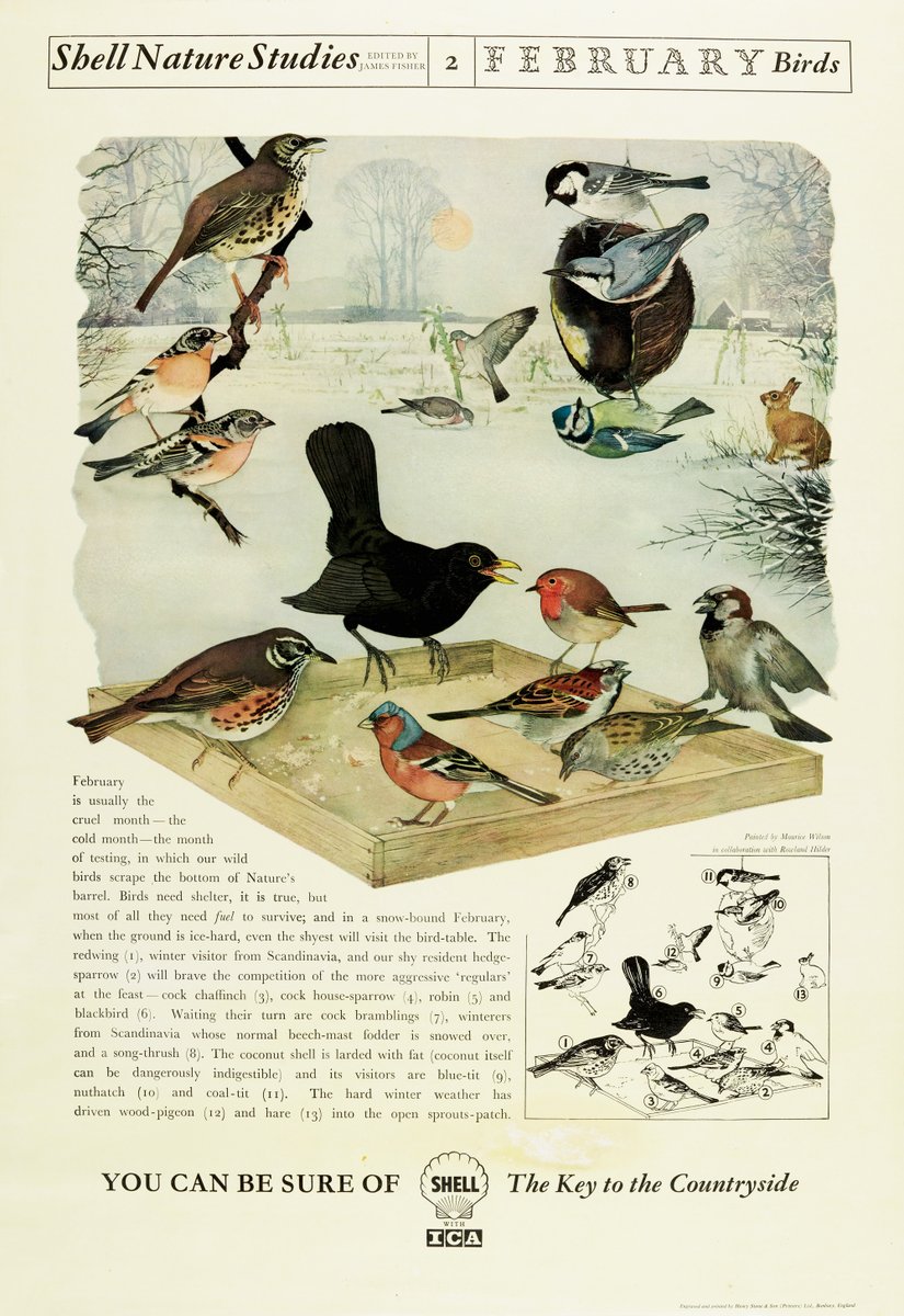 SHAC_Curator's tweet image. This mornings #birdsong was sung by the Dunnock, otherwise known as the Hedge Sparrow due to its similarity to the House Sparrow. 
You can hear this in full, plus more garden and park birds, and try another quiz on our #SoundsofSpring page: ow.ly/WJPV50zyl6Y