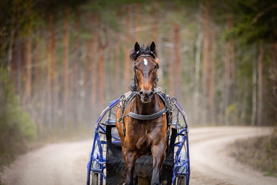 Magdalena Eriksson tweet media