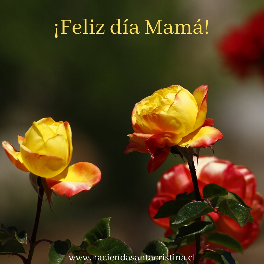 HdaStaCristina's tweet photo. Hoy en un día especial, Feliz día Mamá!!🌹❤️
Con amor y cariño que se merecen, un gran abrazo desde el Valle del Limarí.
#haciendasantacristina
#limarivalley
#porsiempremamá https://t.co/rKG5rKcQmR