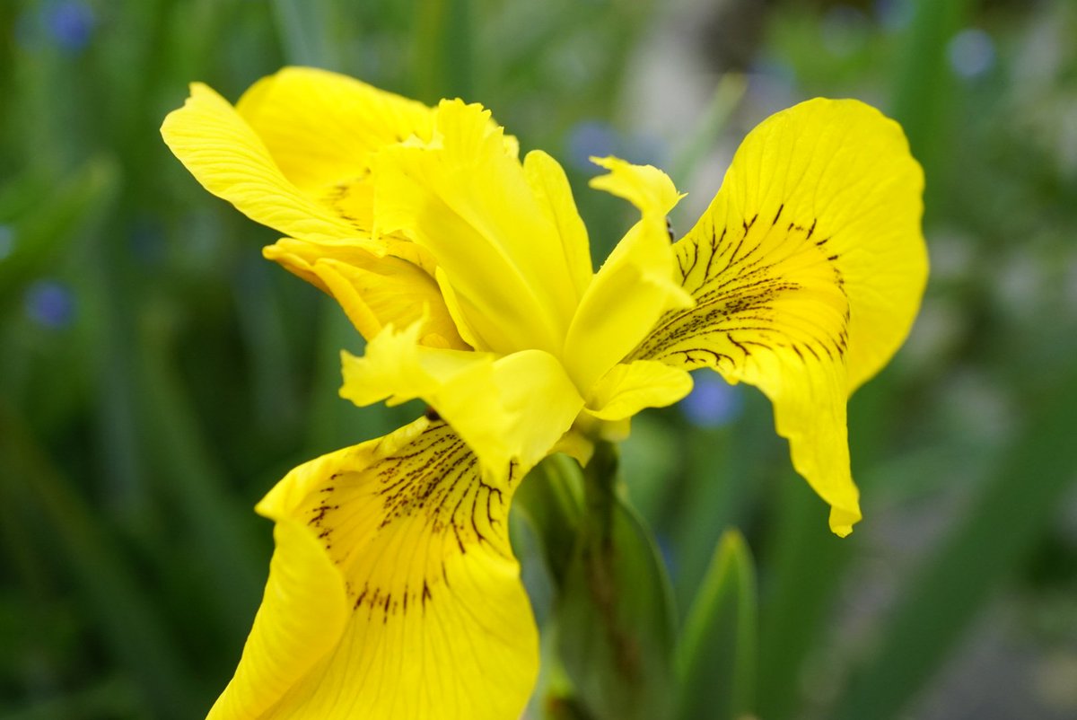 I'm missing fieldwork, so thought I'd start a thread to see just how many plant families I can find in the garden and on some lockdown-complient wanders.I'll start today. And keep adding to this as this all carries on.