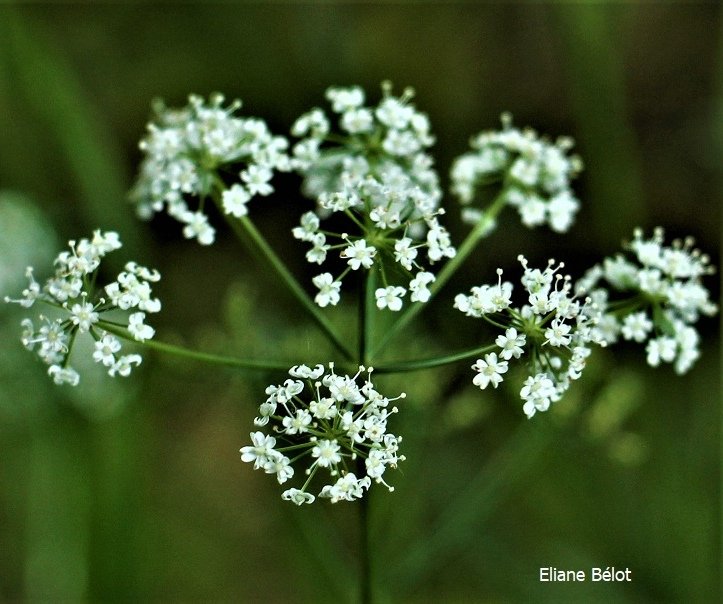 Pendant le #confinement (rime avec #printemps), j'ai publié #laphotodujour pour mettre de la #douceur dans les #cœurs. #Photos prises pendant ma balade du soir 1h/1klm à #rennes. 
Bravo à ceux qui ont assurés pendant cette période. 
Take care 
10 mai : #florilège fleurs blanches