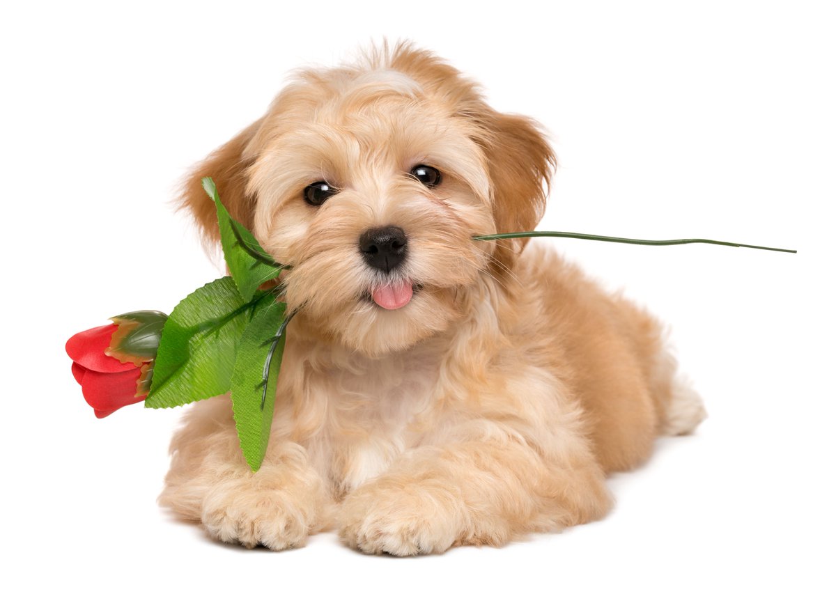 Happy Spa Dogs tweet media