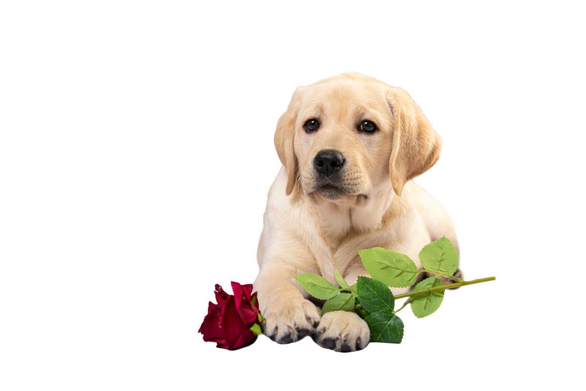 Happy Spa Dogs tweet media