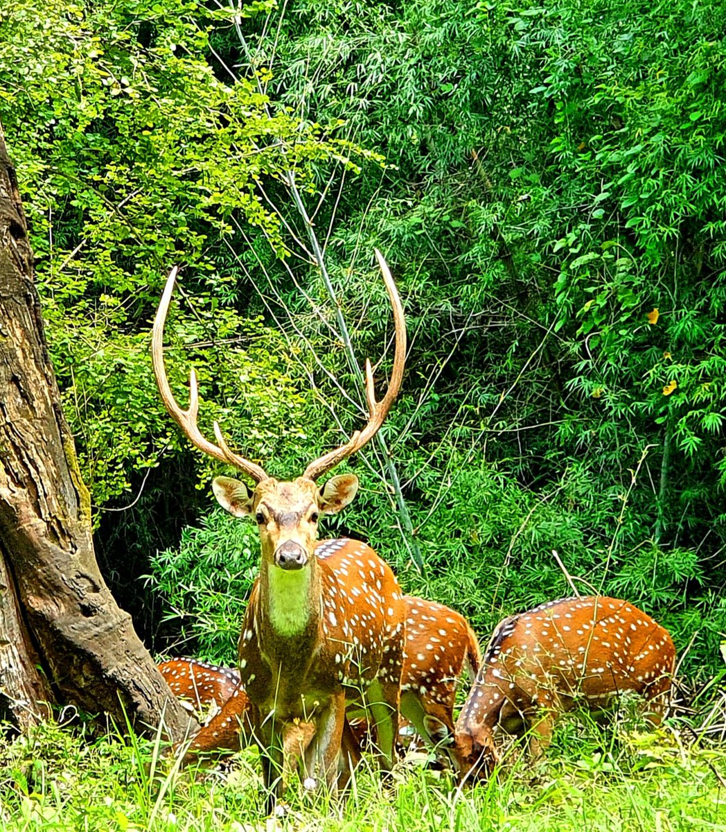 On my way to Ooty..spotted herd of Deer and one even posed for me  #PhotosOfMyLife  #PhotoOfTheDay  #NaturePhotography  #wildlifephotography