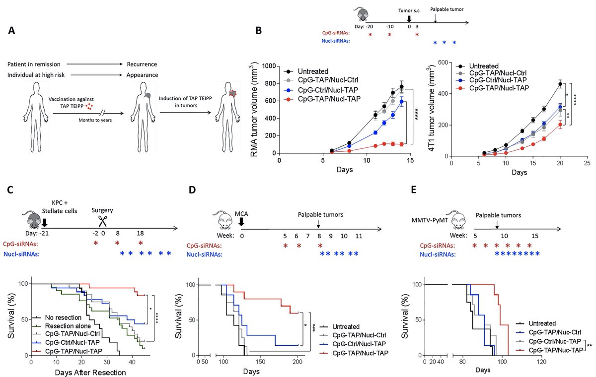 OTSociety's tweet photo. Vaccination against non-mutated neoantigens induced in recurrent and future tumors
$IDRA $MGNK $ADRO $XCUR $PHIO #checkmatepharma @ArtKrieg #Mologen #CpG #TLR9 $SBPH @kortylmt
https://t.co/pbMN2ovBsv https://t.co/EBBQsZHR62