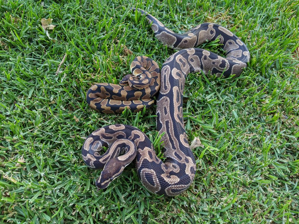 PapayaPythons's tweet photo. Both double hets, one has a “blade-like” allele from his sire. What a difference it makes in color and pattern!! #snakes #ballpythons #doublerecessive #mutants #ballpythonbreeding #pets #genetics https://t.co/QXLTFZ3Pch