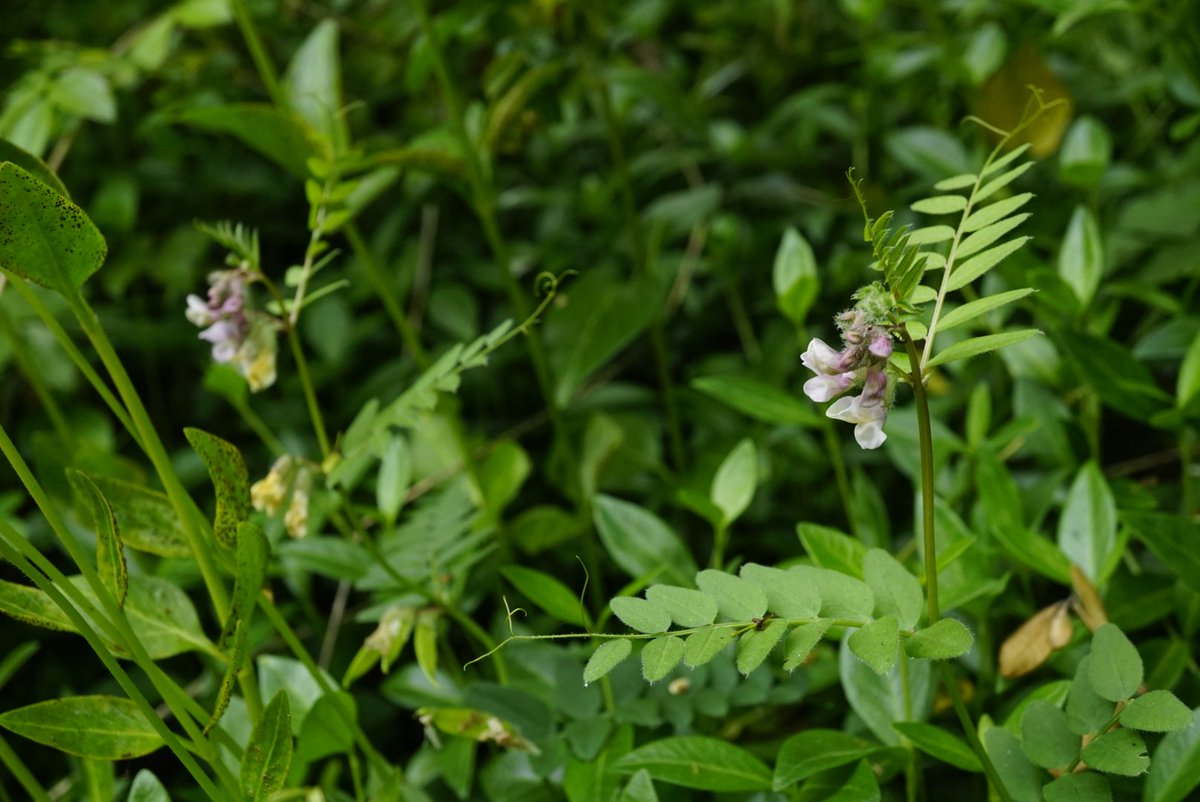 Family 1 is the pea family (Leguminosae/Fabaceae).Most UK legumes are small herbs and shrubs, but our gardens have some trees and climbers.Red Clover (Trifolium pratense), Wood Vetch (Vicia sylvatica), Laburnum, Wisteria