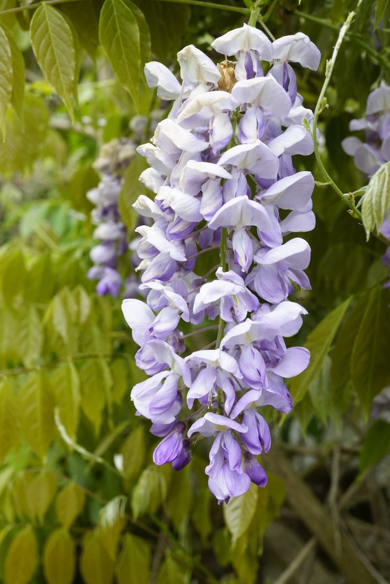 Family 1 is the pea family (Leguminosae/Fabaceae).Most UK legumes are small herbs and shrubs, but our gardens have some trees and climbers.Red Clover (Trifolium pratense), Wood Vetch (Vicia sylvatica), Laburnum, Wisteria