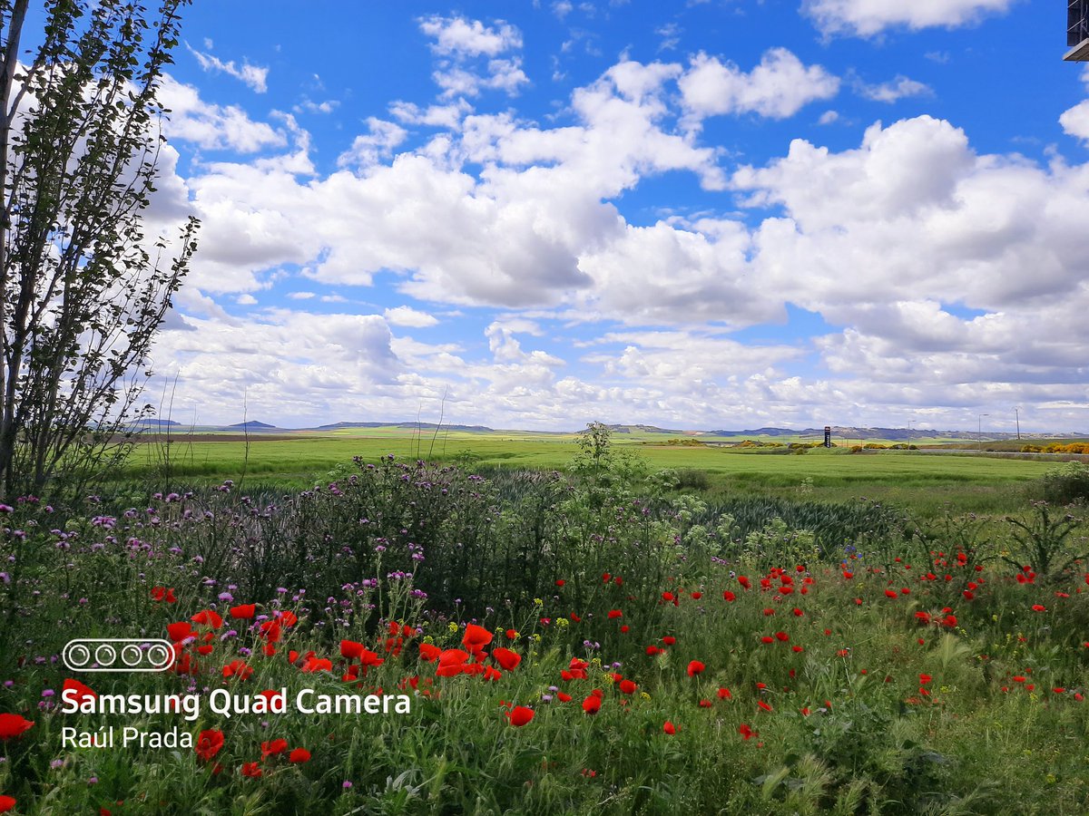 Raúl Prada (@cazaycampo) on Twitter photo 