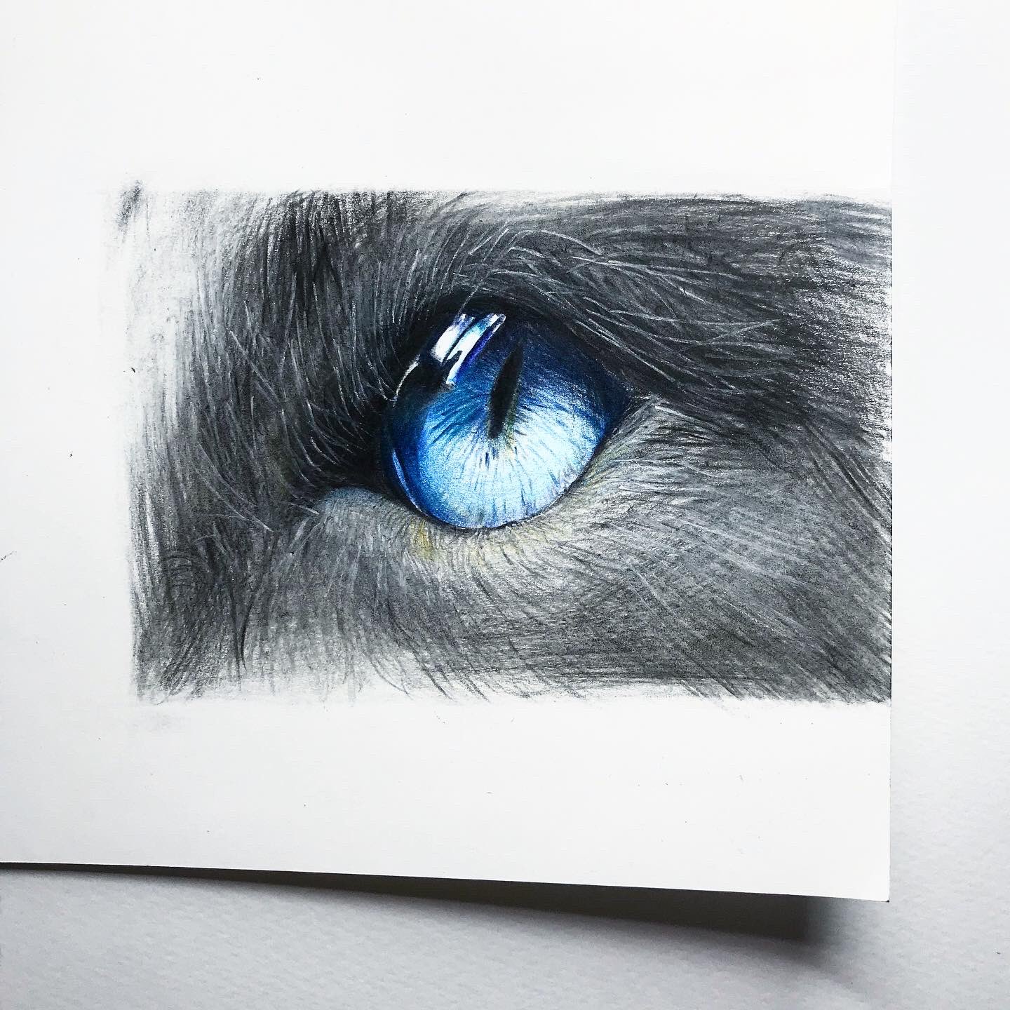 Mk Design 猫の目を描きました 色鉛筆イラスト リアル絵 細密画 猫 イラスト T Co V5pywuqfsf Twitter