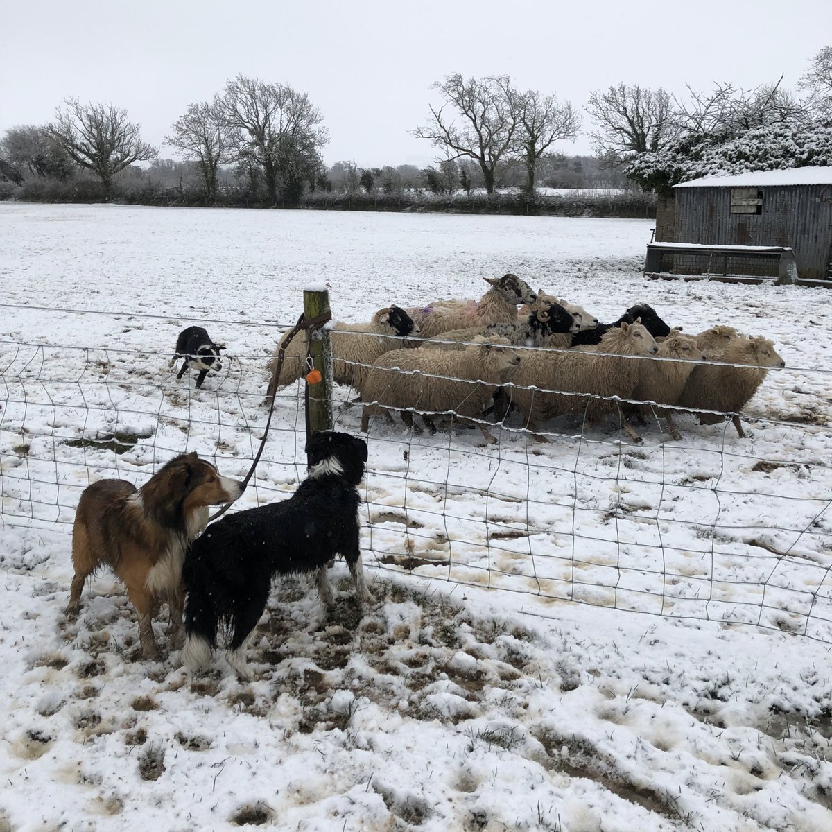 farmandfields's tweet photo. The idea of a specialist rural #marketing service was born out of a sheep-dog training course I attended in #Cumbria. Almost every other delegate expressed a need to find a ‘second string’ business to provide much needed extra income for their farm or smallholding but https://t.co/wVgBnuGJ6j
