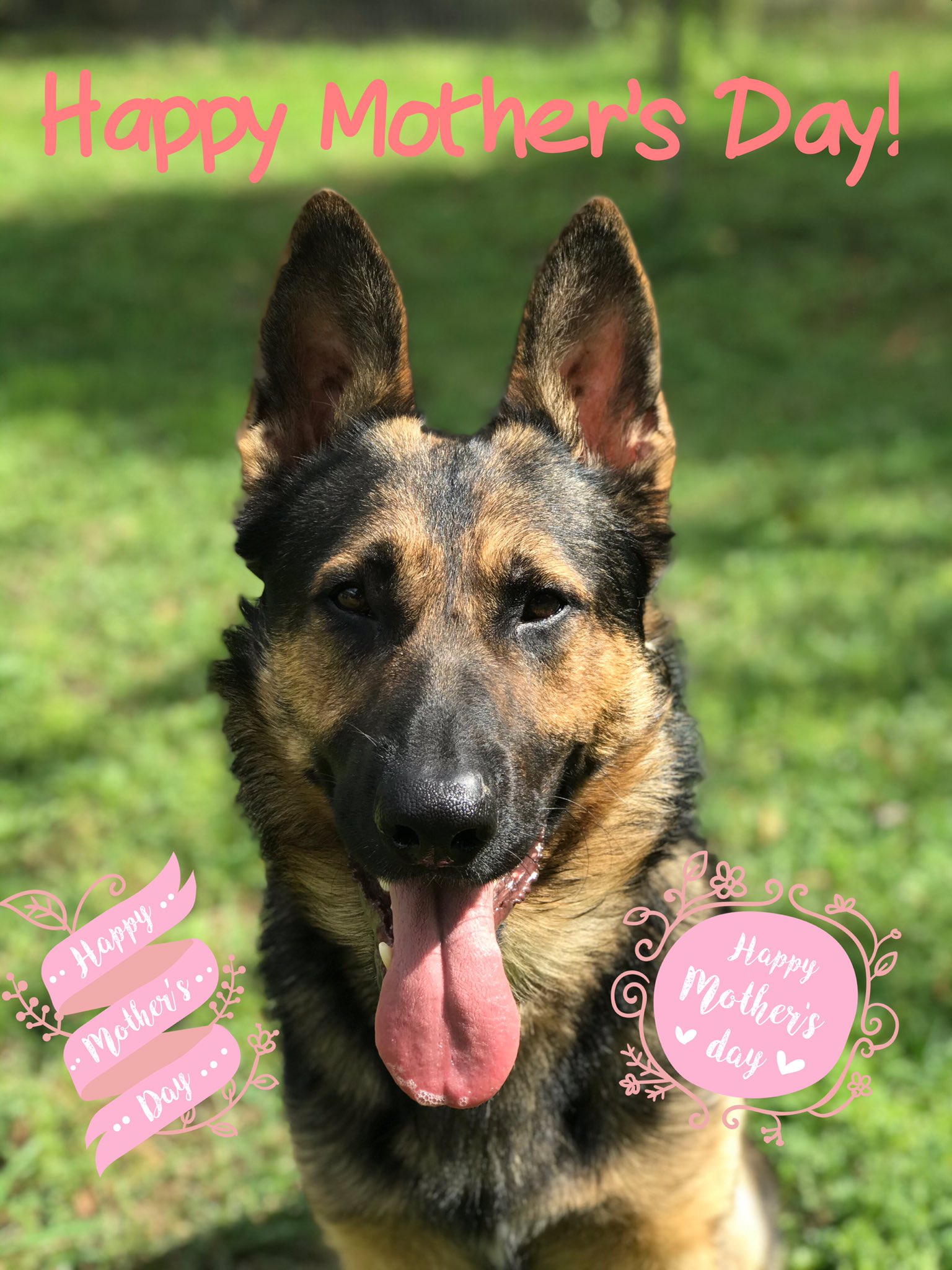 Happy mothers day german shepherd sales