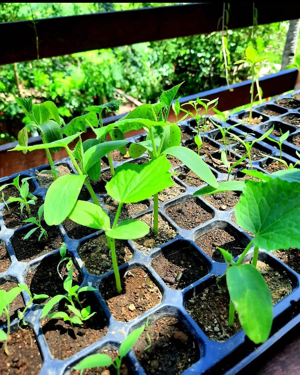 Uniof_org's tweet photo. Sprouting leaves during the Coronavirus pandemic at @GiliEcoTrust
#sproutingleaves
#gogreen #coronavirus
#naturescare #giliecotrust #greenearth #thinkgreen #leafnature https://t.co/m9g7vgGoGV