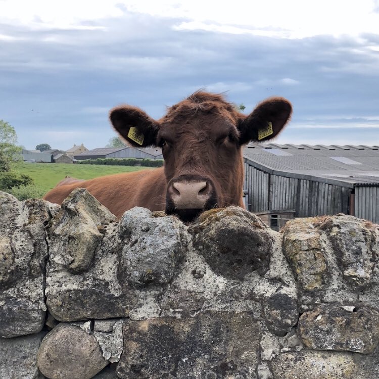farmandfields's tweet photo. We provide a flexible #marketing service to #farmers, #smallholders &amp; rural businesses. You choose how much involvement you want us to have, from using us as a marketing wing of your business to cherry picking our services to fill any gaps in your knowledge #marketingsupport https://t.co/lVKwgzJ18l