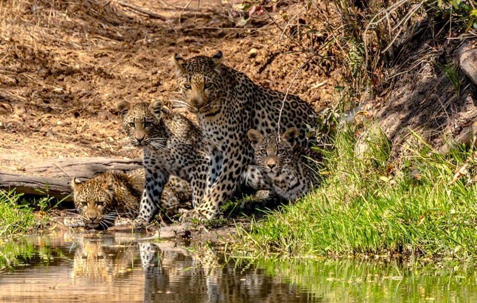 2014
We decided to head to Lake Panic for a bit of birding. Looking carefully through the thick bush we spotted a mother leopard walking down to the water, and her cubs were following her! They came down an animal path and drank right in front of us!!
Tinged by Garry and Leo