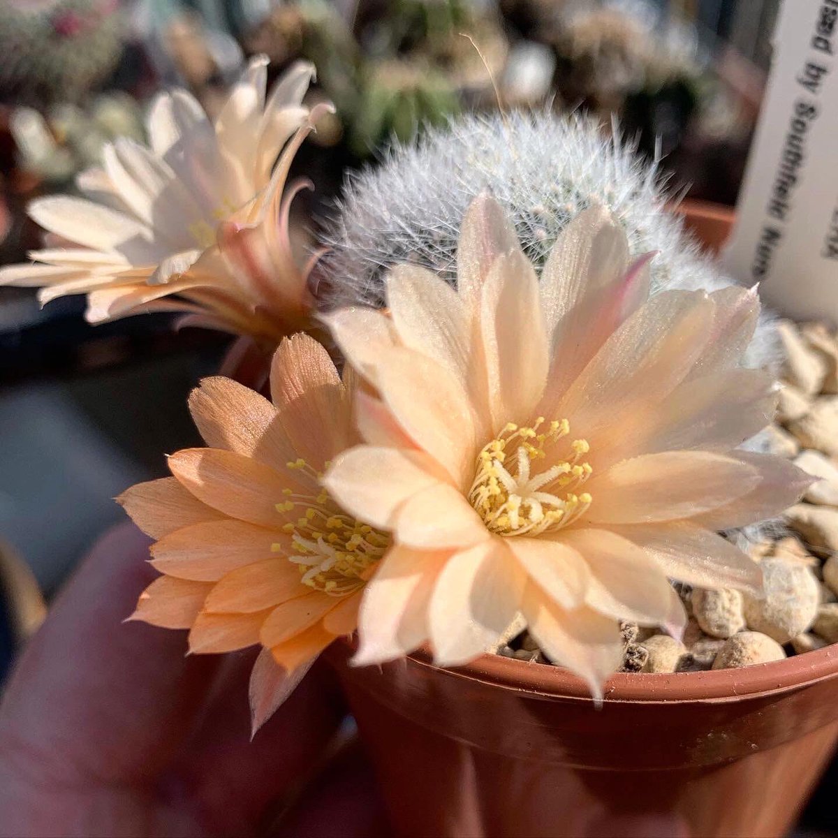 ginnyclaire006's tweet photo. My own cutting of Gymnocalycium Horridispinum flowering for the first time, also flowering Mammillaria Matudae, Rebutia hybrid Apricot Ice, Gymnocalycium Hybrid Carnival Rose 💚🌵 #cacti #cactus #cactusuk #cacticollection https://t.co/5VZv1L3UU4