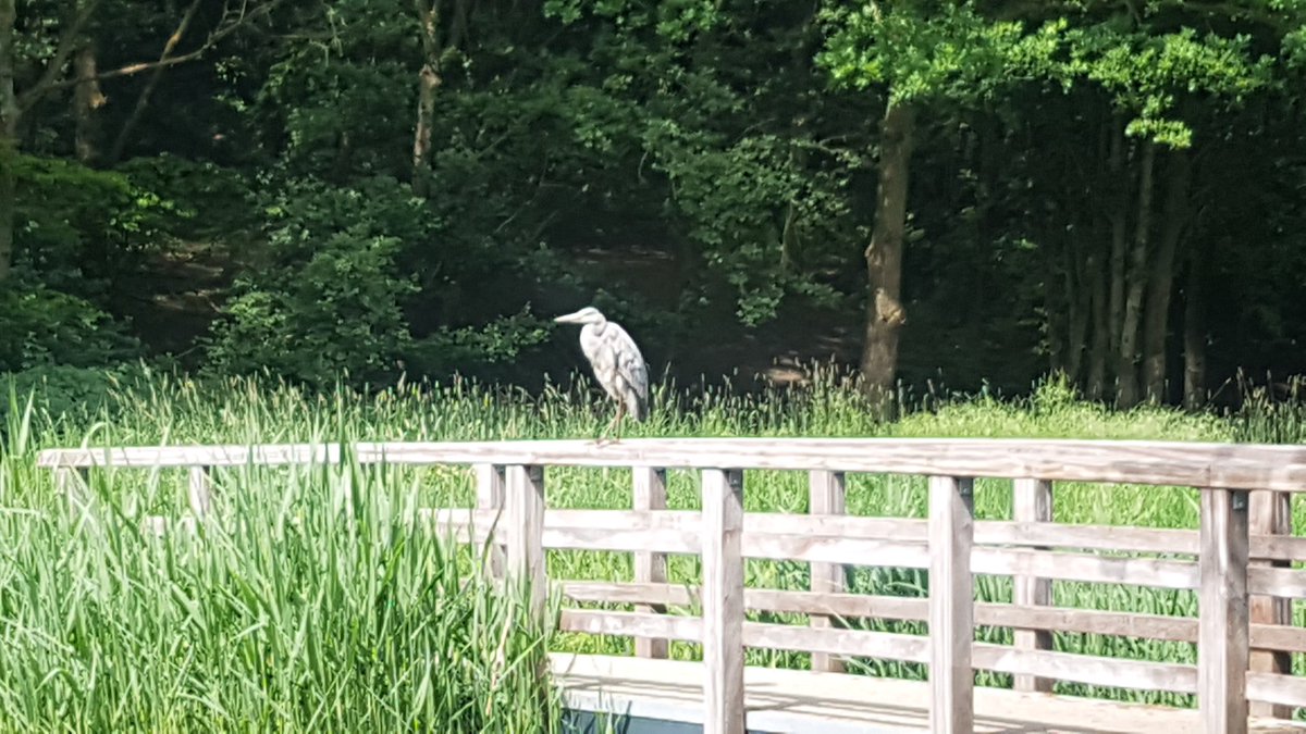 Ik ging voor een mini rondje, maar het was te lekker. Toch weer 12.5 door het groene <a href="/Nieuwegein/">Nieuwegein</a> <a href="/Lopen_is_leuk/">Lopen is leuk! 🇳🇱</a> <a href="/loopmaatjes/">Loopmaatjes</a>