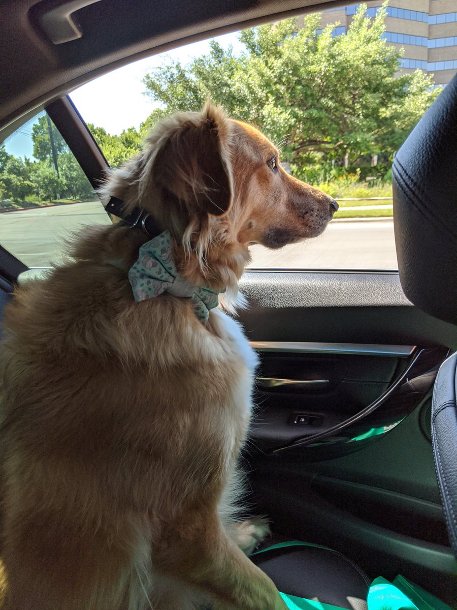sfhwrites's tweet photo. "Will the pandemic affect supply chains for critical items, like squeaky toys. But are they critical enough to endanger workers? Must ponder this further." #deepdogthoughts https://t.co/4k4Ve5aD2N