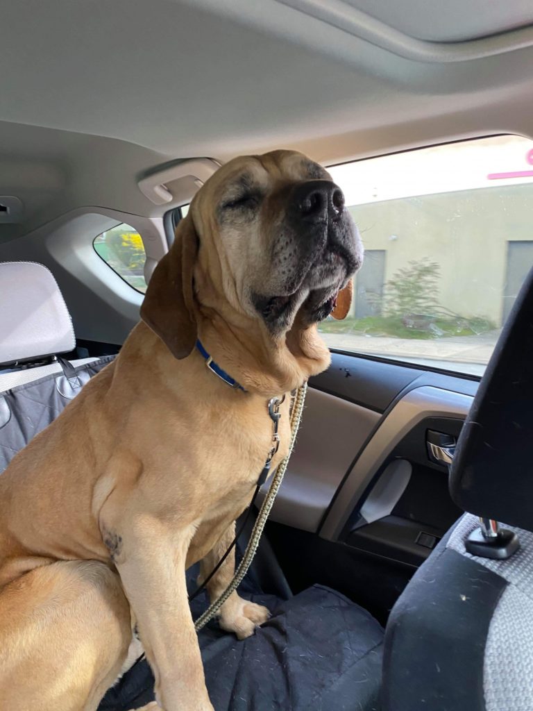 Dog Story tweet media