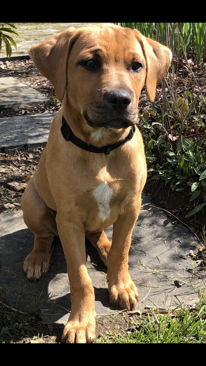 rhodesian mix